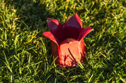 Lotus Pot