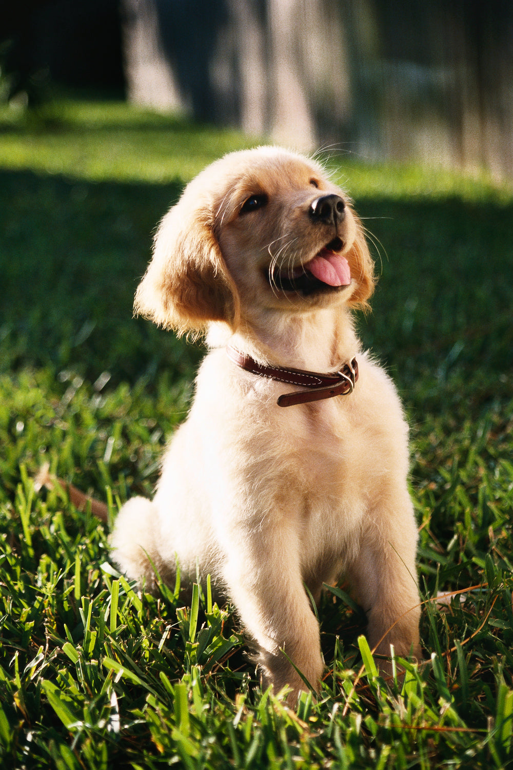 Dog Products